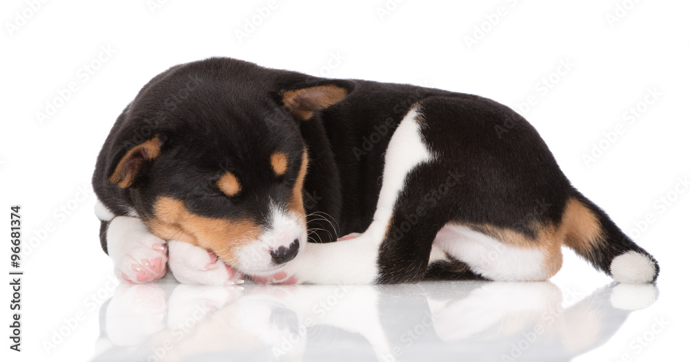 basenji puppy sleeping basenji puppy sleeping
