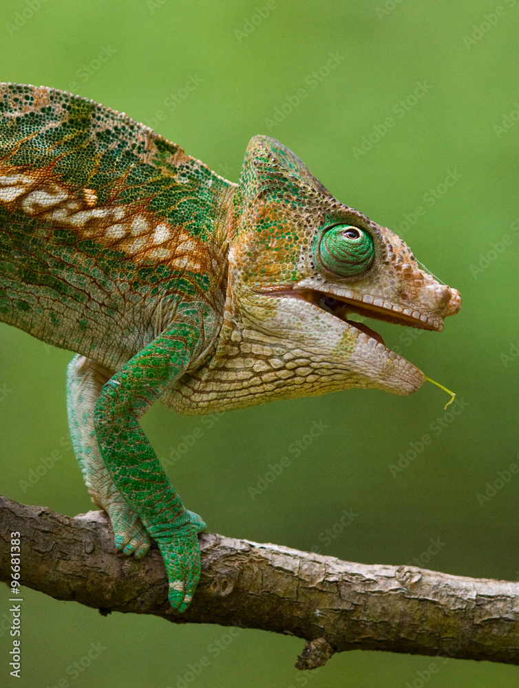Obraz premium Chameleon sitting on a branch. Madagascar. An excellent illustration. Close-up.