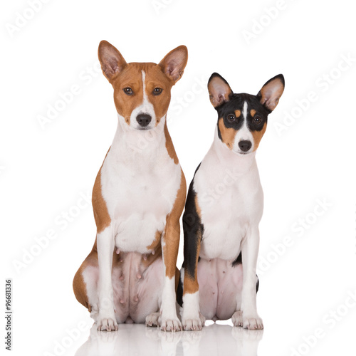 two basenji dogs posing on white © otsphoto