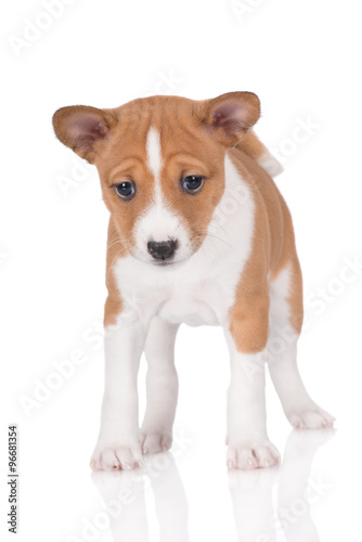basenji puppy standing on white