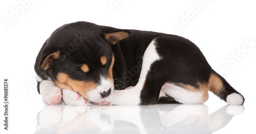 basenji puppy sleeping