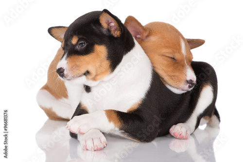 two basenji puppies cuddling