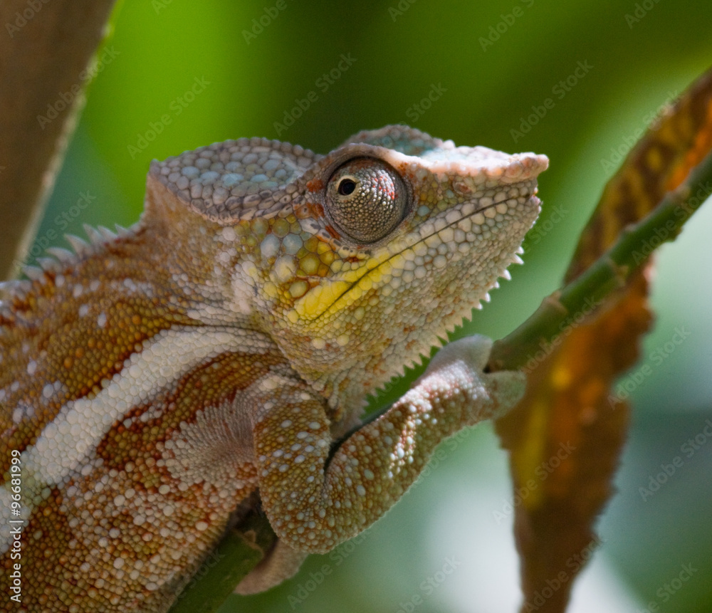 Fototapeta premium Chameleon sitting on a branch. Madagascar. An excellent illustration. Close-up.