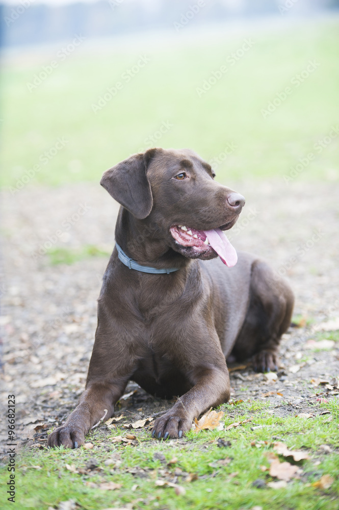 Cute Chocolate brown labrador portrait