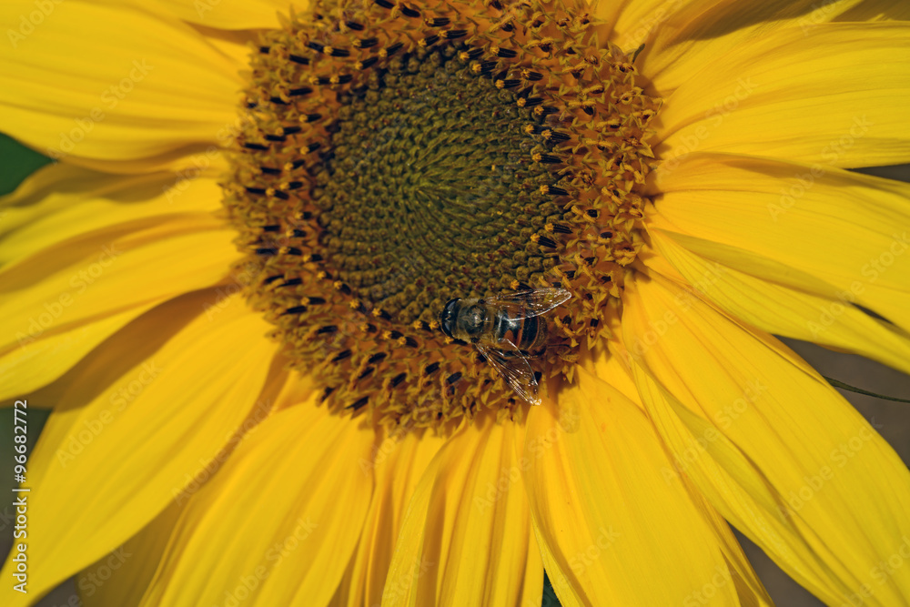 Drone fly Eristalis tenax is sitting on sunflower. Drone fly Eristalis tenax is sitting on sunflower.