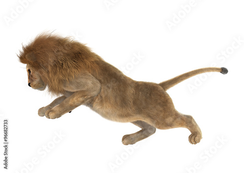 Male Lion on White