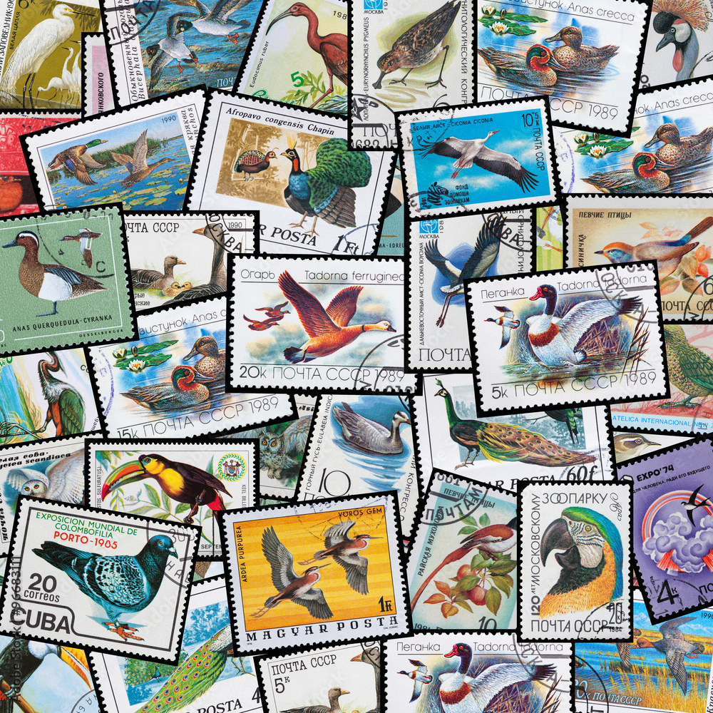 wild birds wild birds