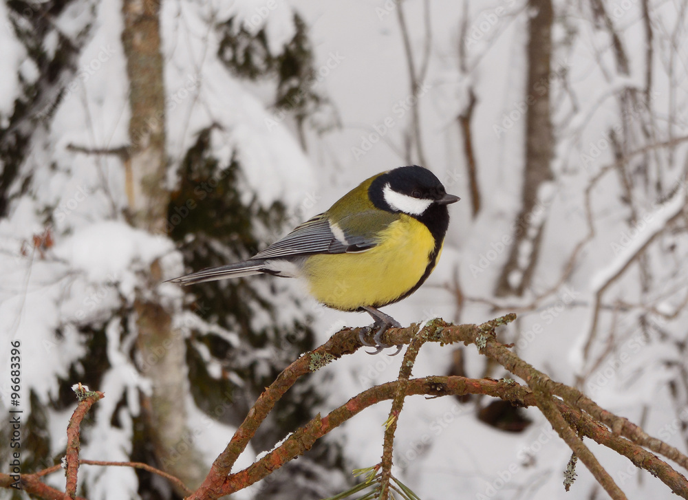 Great Tit (Parus major), Karelia, Russia, in February 2015 Great Tit (Parus major), Karelia, Russia, in February 2015