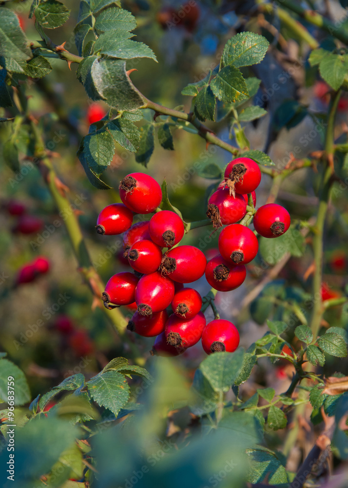 Hips. Berry red fruit of wild rose (Rosa canina) in autumn