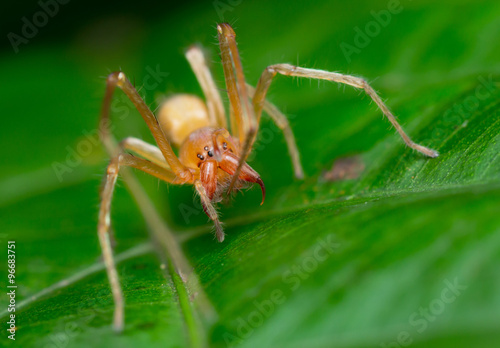 Huntsman spider © mktuteja