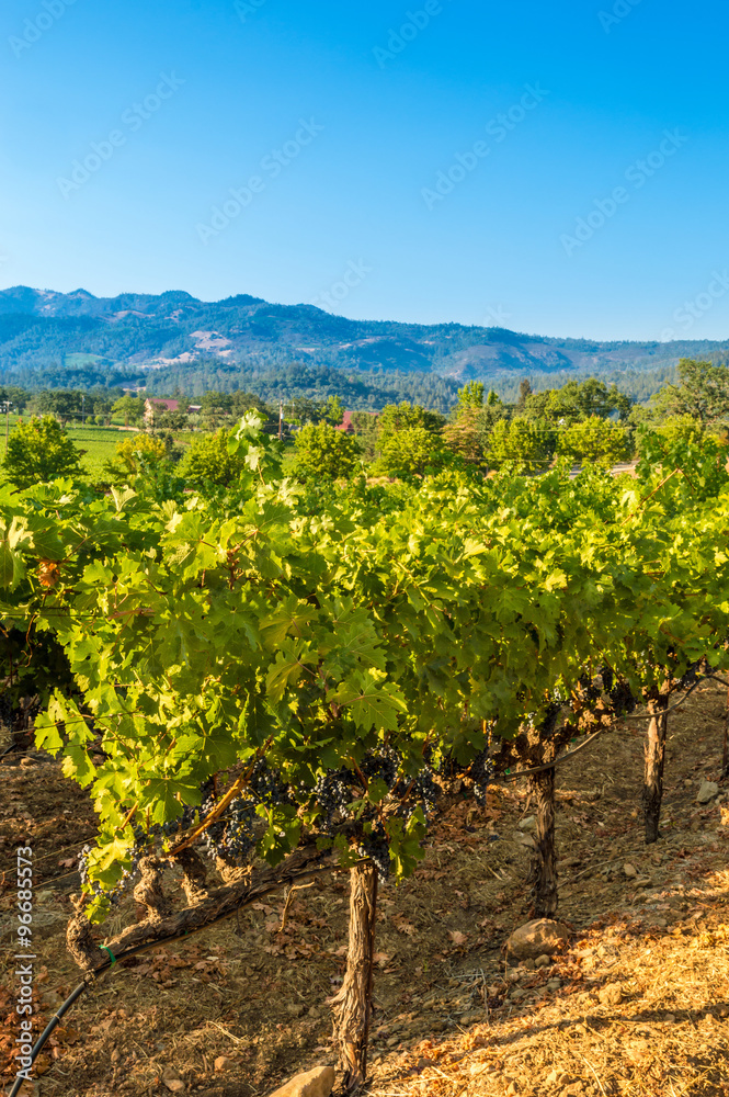 Napa Valley in the summer