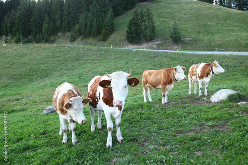 Cows eating grass at fields © Raja stills
