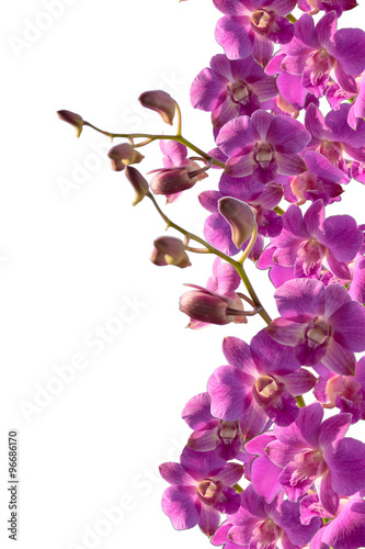 Thailand purple orchid.