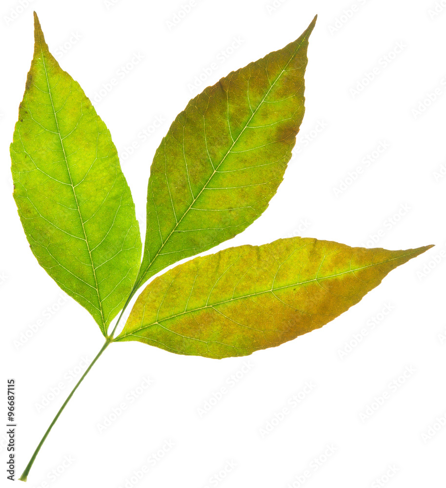 Obraz premium leaf
