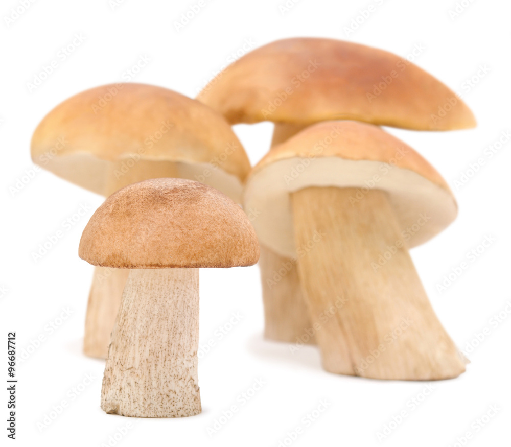small fungus small fungus