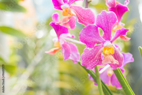 beautiful orchids © airobody