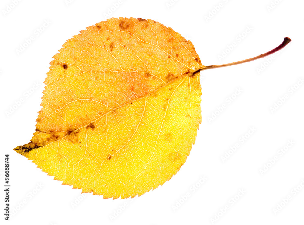 Naklejka premium leaf