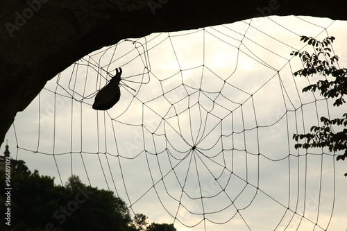Halloween Scary Spiderweb photo