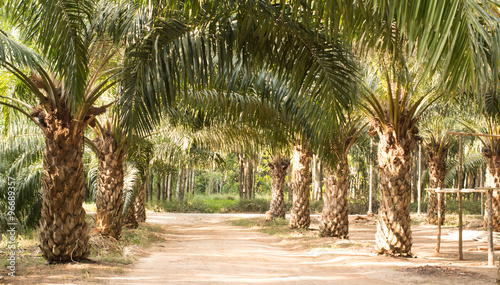 Plams leaf background