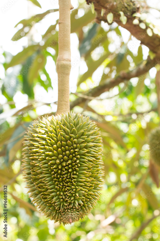 Fresh durian in the orchard Fresh durian in the orchard