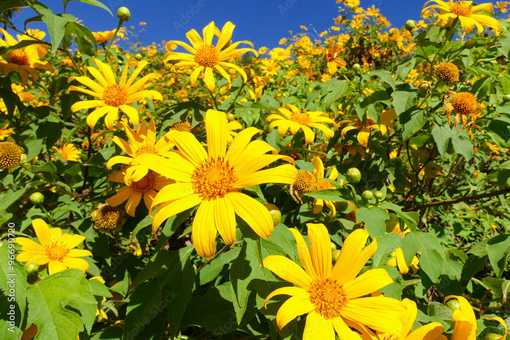 Obraz premium blooming Mexican sunflower
