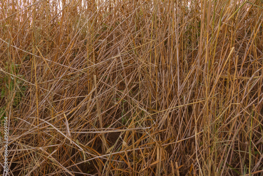 Fototapeta premium Astrakhan River expanses