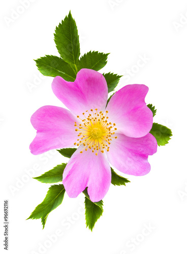 dog-rose