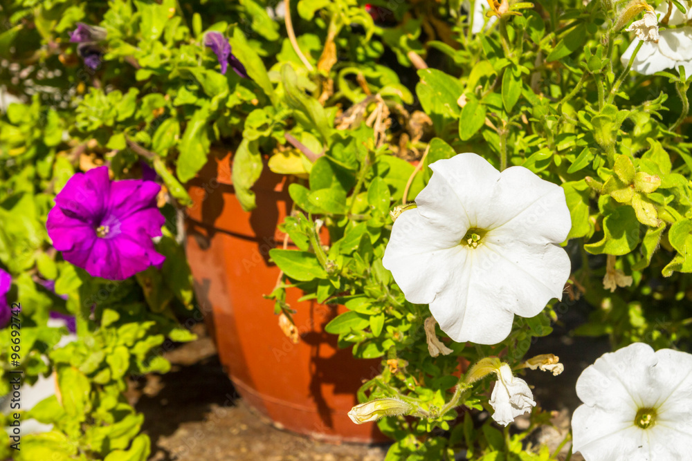Flowering petunias in a pot outside in the summer