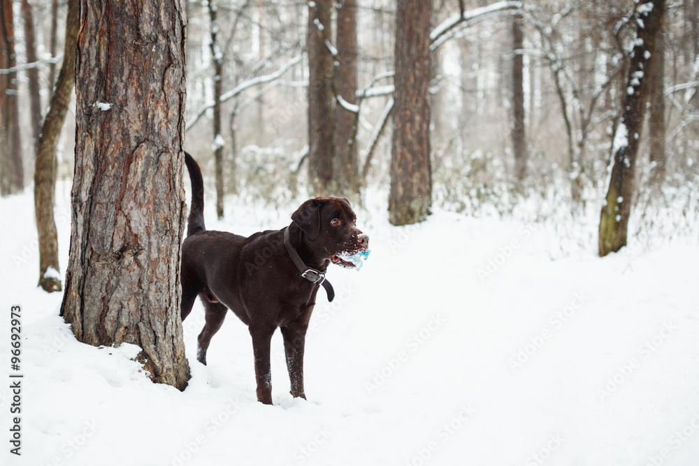 Adult Brown Labrador Retriever Playing Adult Brown Labrador Retriever Playing