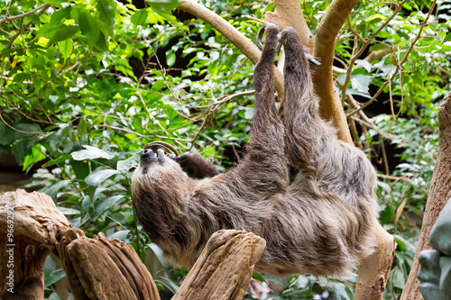 Sloth hanging upside down in a tree