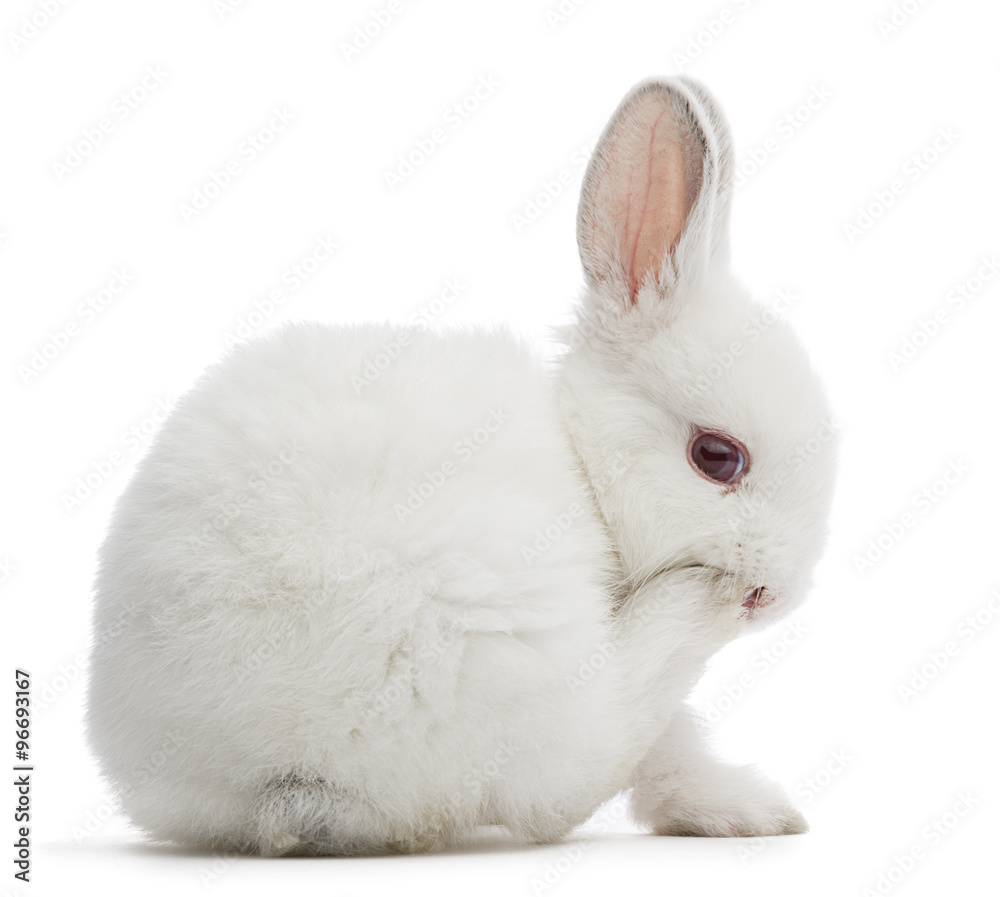 Naklejka premium Oops -rabbit closing its mouth isolated on white 