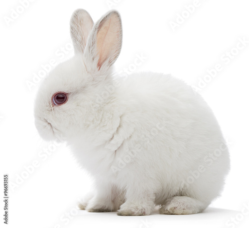 Studio shot of a white rabbit isolated on white background.    photo