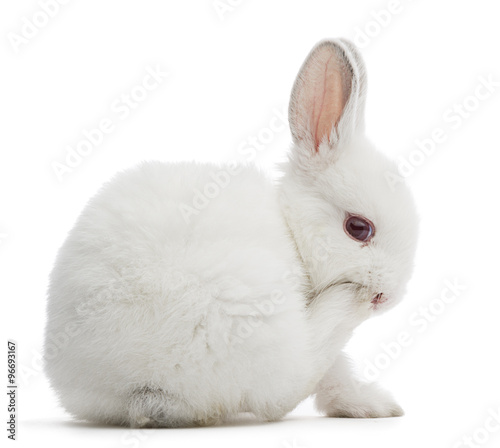 Oops -rabbit closing its mouth isolated on white 