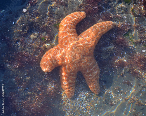 A star fish in a tide pool seeming to wave 