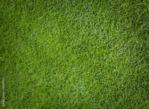 Background of a green grass