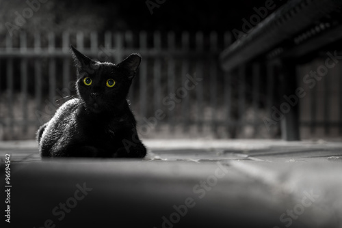 Gatto nero di notte photo