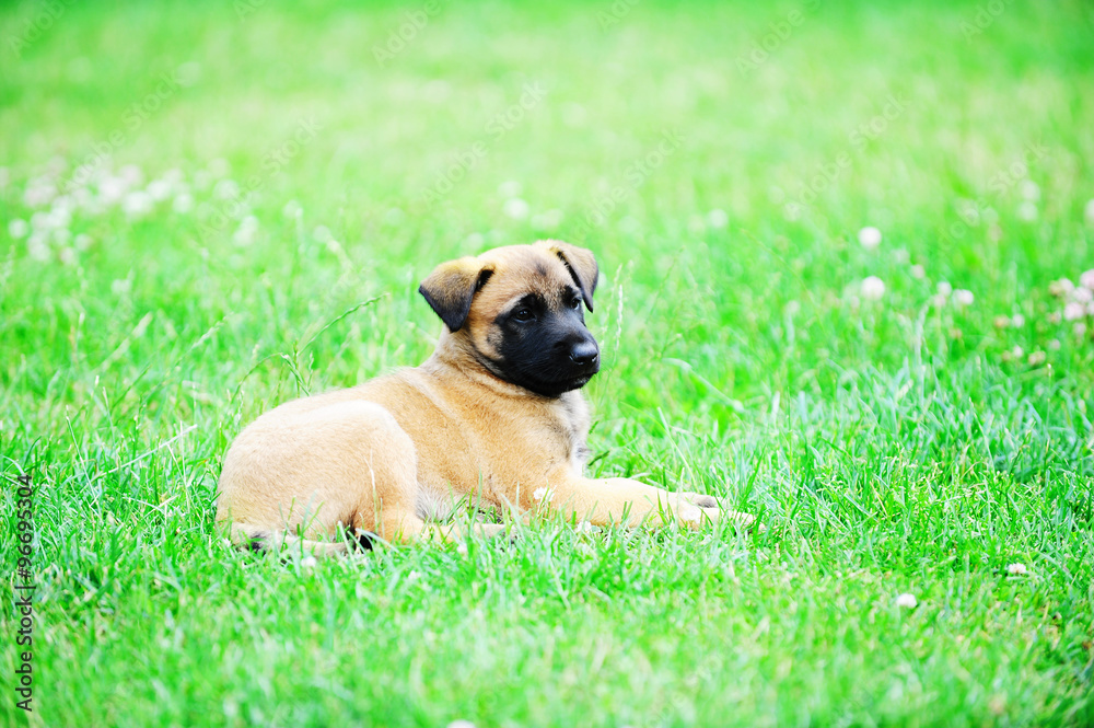 young puppies young puppies