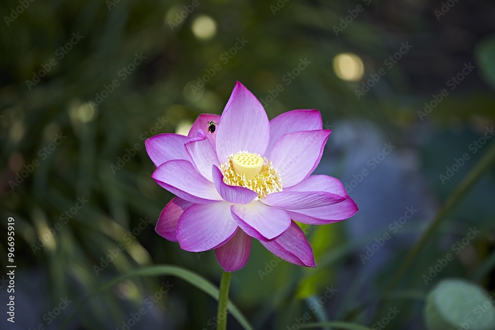 macro zen Lotus flower with bee macro zen Lotus flower with bee
