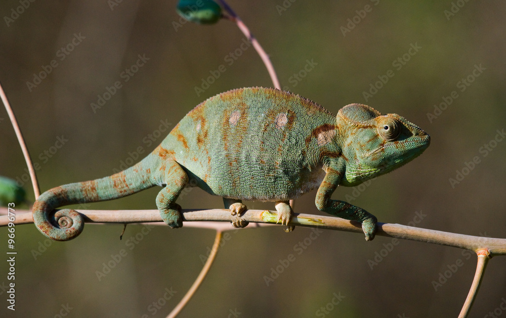 Fototapeta premium Chameleon sitting on a branch. Madagascar. An excellent illustration. Close-up.