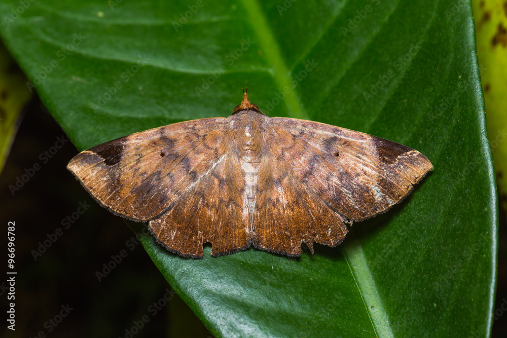 Fototapeta premium Moth on green leaf