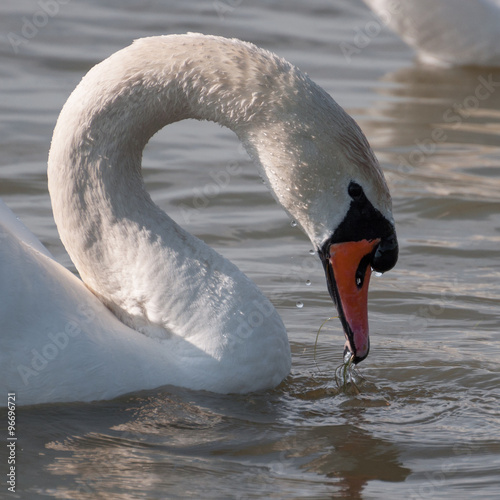 white swan drinking water on a lake