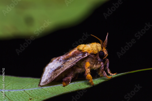 Miresa moth on green leaf photo