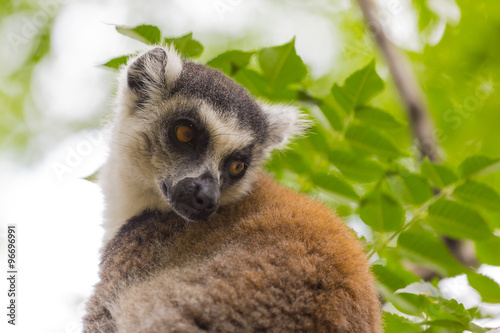 Brown ring tailed lemur portrait in Madagascar