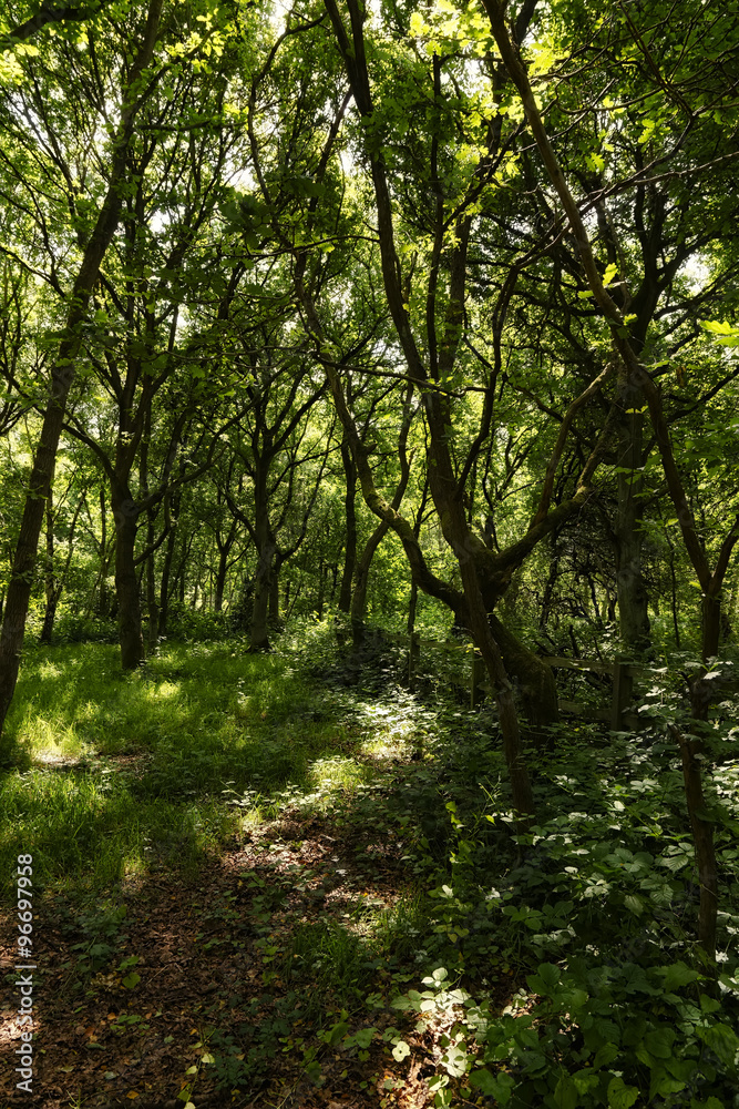 Fototapeta premium Sunlight filters through tall trees lighting up the footpath.