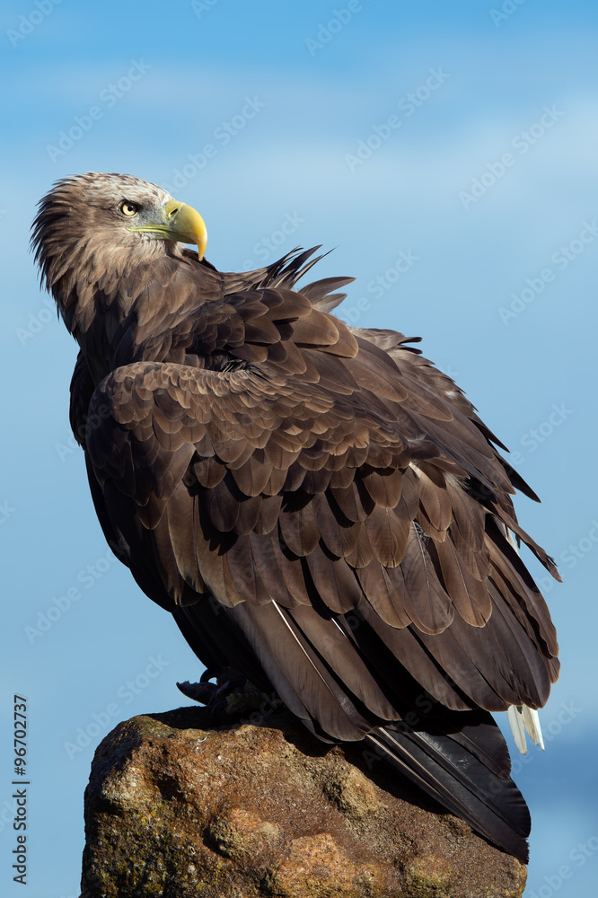 White Tailed Sea Eagle (haliaeetus albicilla)/White Tailed Sea Eagle on rocky outcrop White Tailed Sea Eagle (haliaeetus albicilla)/White Tailed Sea Eagle on rocky outcrop