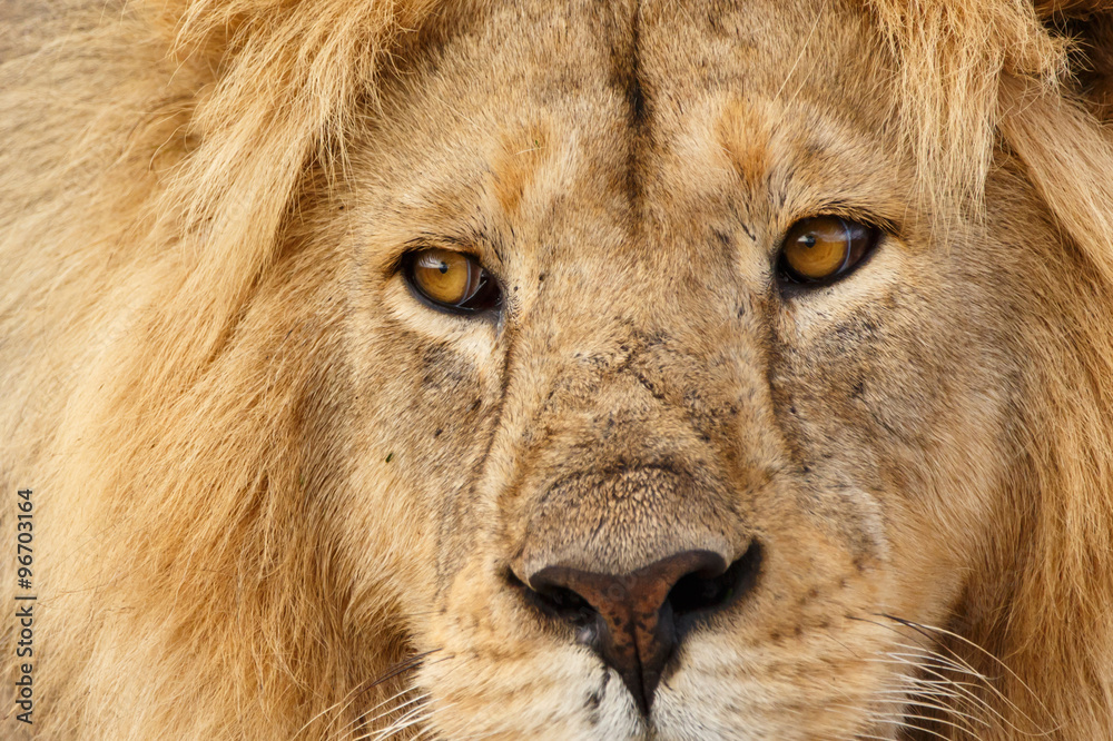 L wengesicht Stock Foto Adobe Stock l-wengesicht-stock-foto-adobe-stock