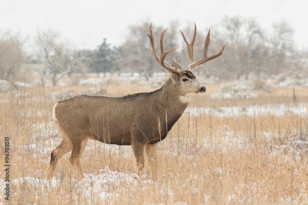 Fototapeta premium Mule Deer Buck in Snow