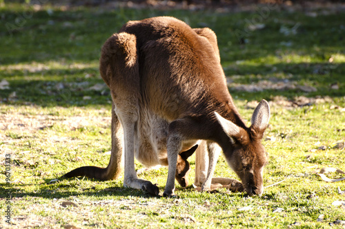 Kangaroo & Offspring - Australia