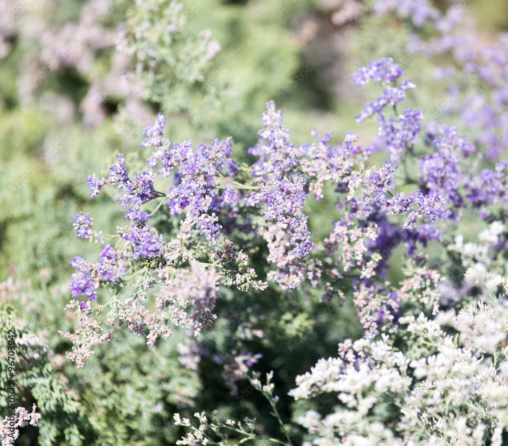 Beautiful little flowers in nature