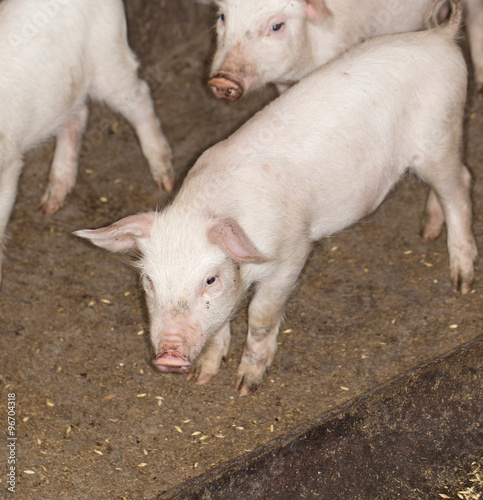 pigs on the farm © schankz